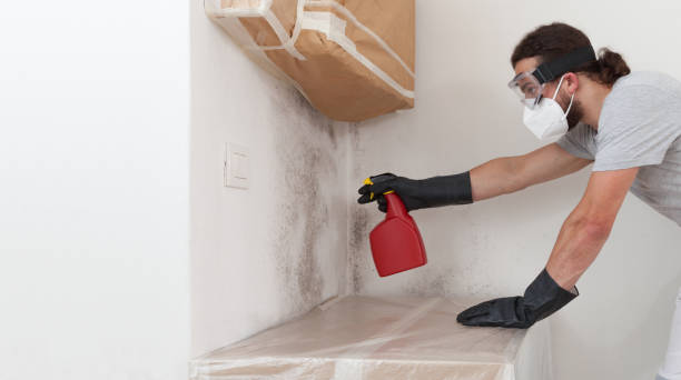 Professional Black Mold Removal technician working in Farmingville, NY