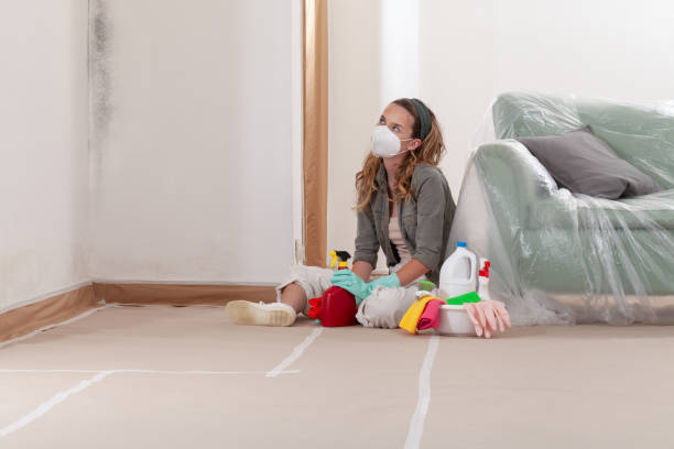 Trusted Black Mold Removal service in Farmingville, NY - WQB Mold Removal