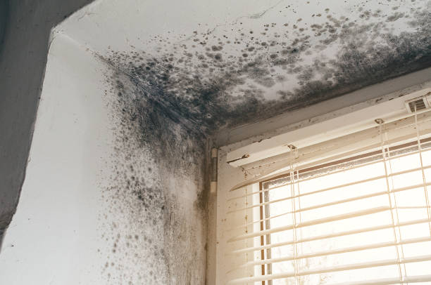 Affordable Black Mold Removal solutions in Farmingville, NY